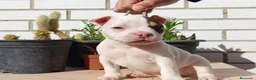 American Bully perros en venta: American Bully  - Anuncio 1