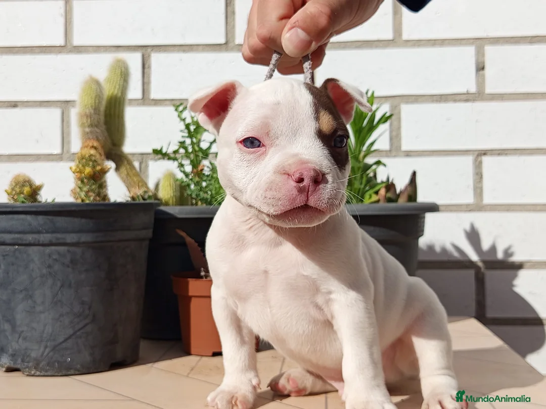 American Bully perros en venta: American Bully  - Anuncio 1