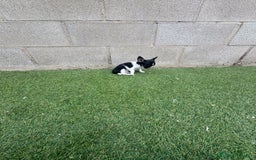 Chihuahua perros en venta: Chihuahua micro toy - Imagen 9