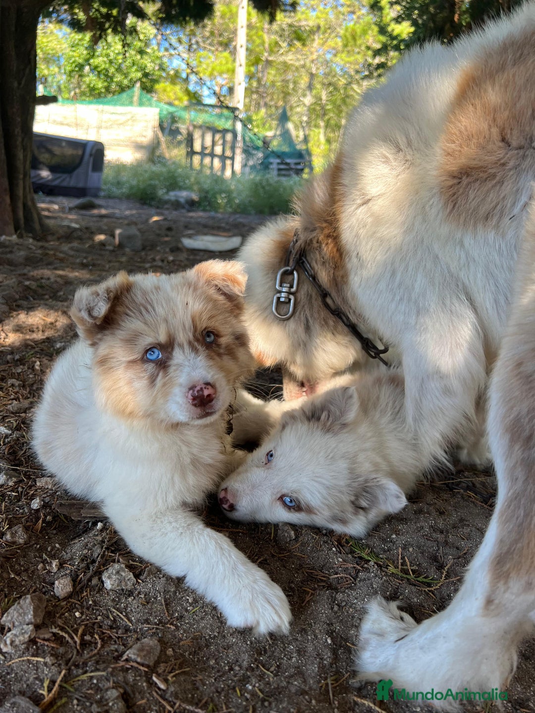 Border Collie perros en venta: Border collie  - Imagen 2