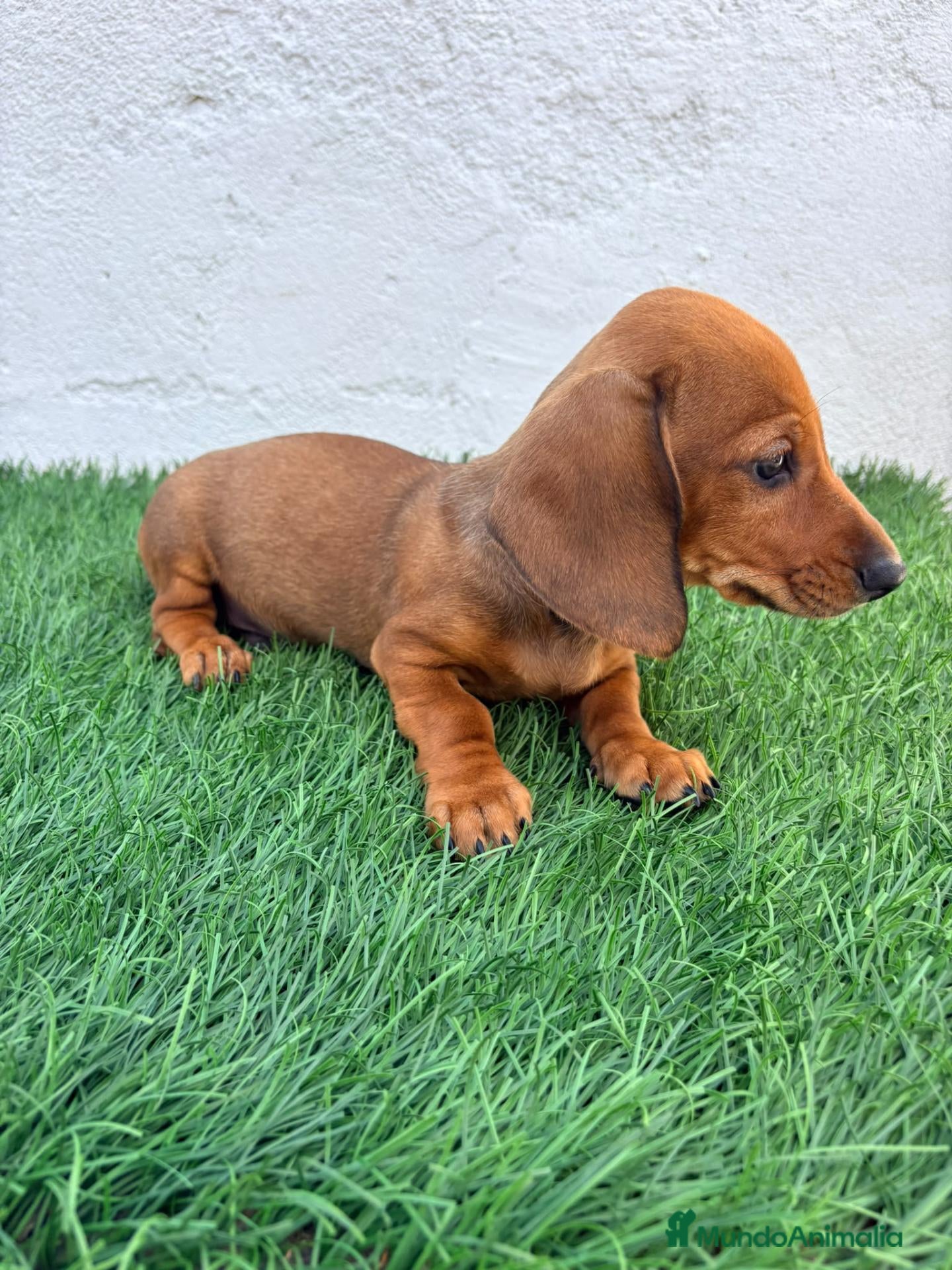 Teckel Miniatura perros Teckel miniatura - Anuncio 1