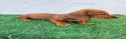 Teckel Miniatura perros en venta: Teckel miniatura - Anuncio 1