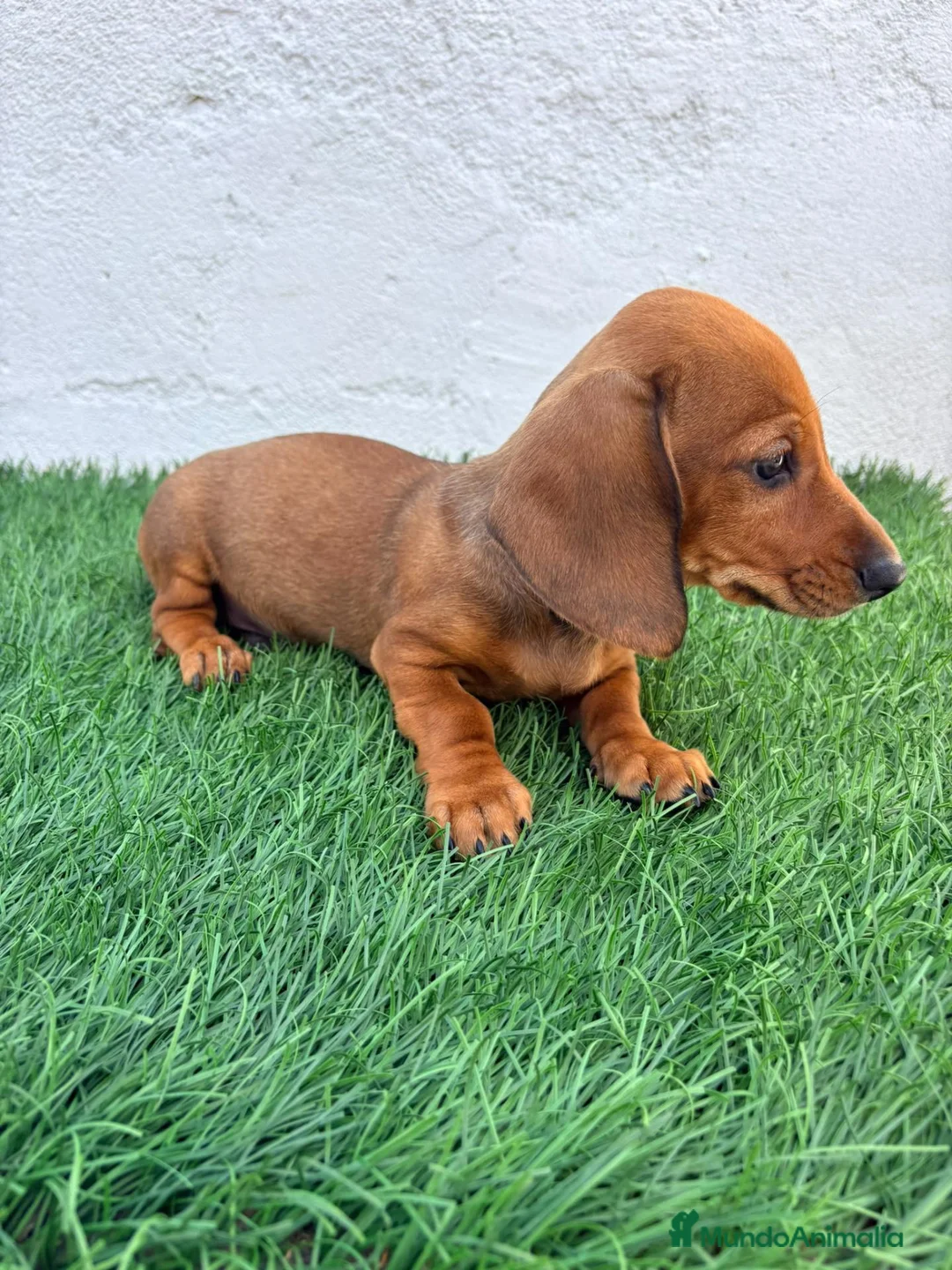 Teckel Miniatura perros en venta: Teckel miniatura - Anuncio 1