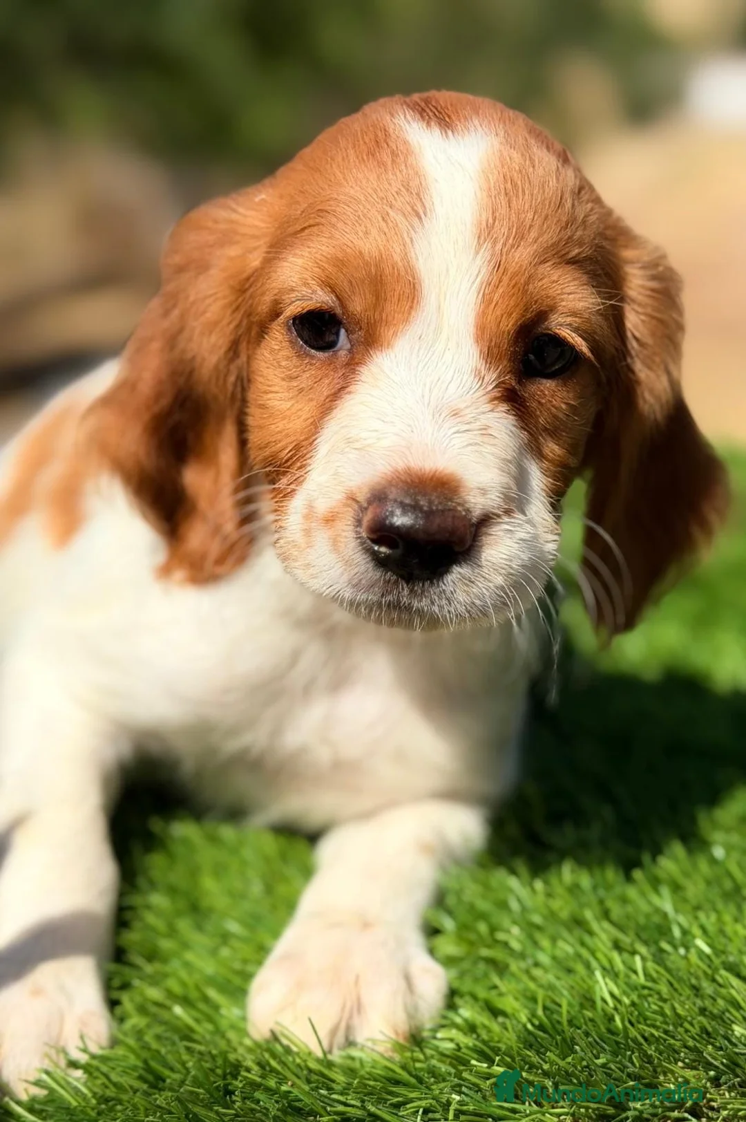Épagneul Breton perros en venta: BRETON - Anuncio 2