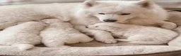 Samoyedo perros en venta: Samoyedo  - Anuncio 1