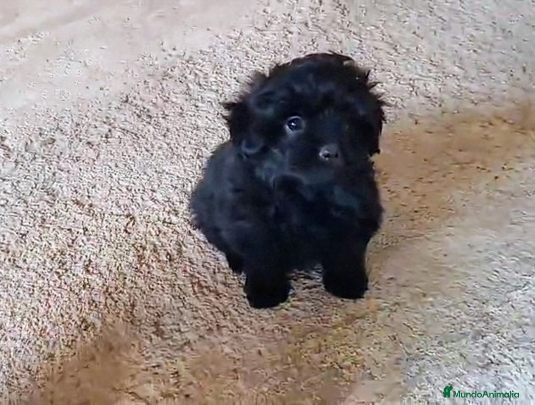 Caniche Enano perros en venta: **OFERTA AGOSTO** MACHITO POMAPOO, PELO BRILLANTE - Imagen 10