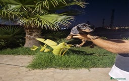 Teckel Miniatura perros en venta: Teckel miniatura precio real  - Imagen 2