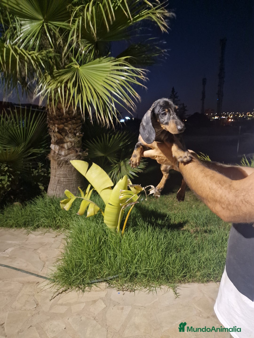 Teckel Miniatura perros en venta: Teckel miniatura precio real  - Imagen 2