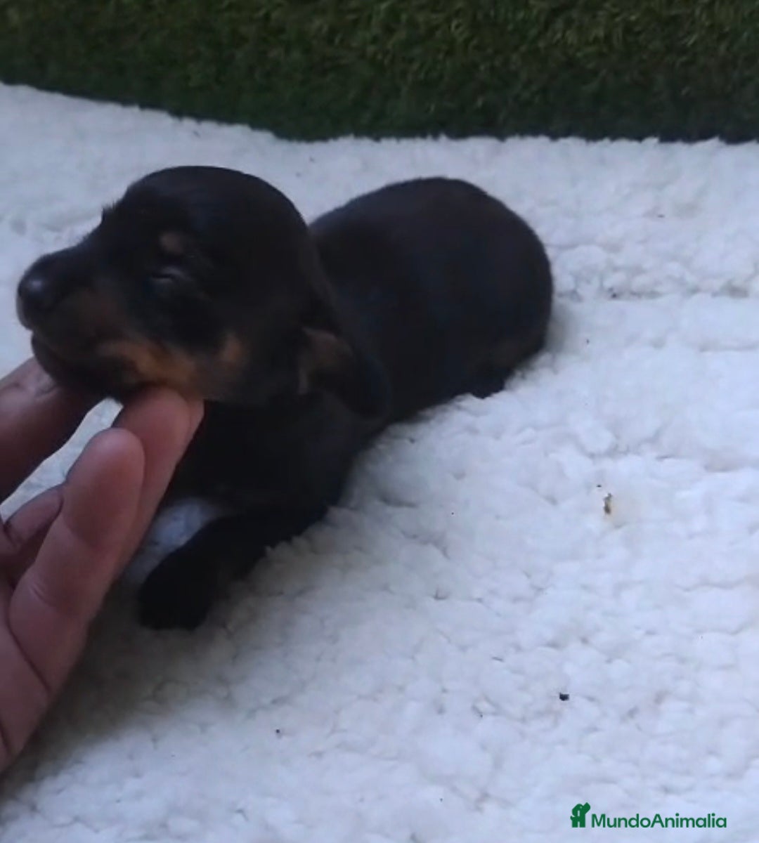 Teckel Miniatura perros Teckel miniaturas negro fuego  - Anuncio 1