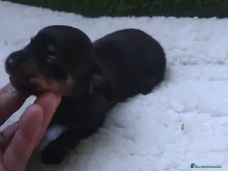 Teckel Miniatura perros Teckel miniaturas negro fuego - Anuncio 1