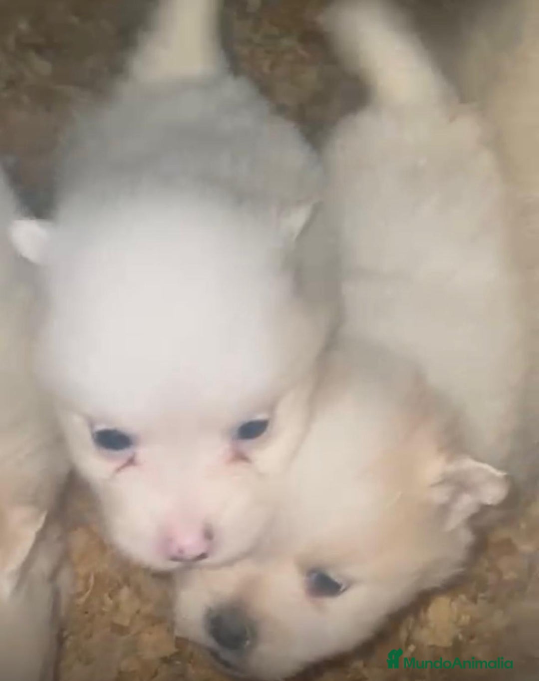 Pomerania perros en venta: Lulu pomerania toy  - Anuncio 11