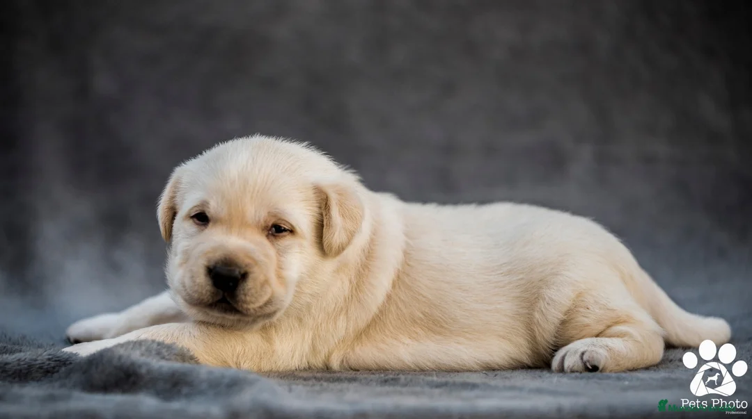 Labrador Retriever perros en venta: Labrador Retrievers amarillos  - Anuncio 5