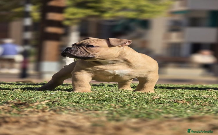 American Bully perros Cachorros de American Bully  - Anuncio 1