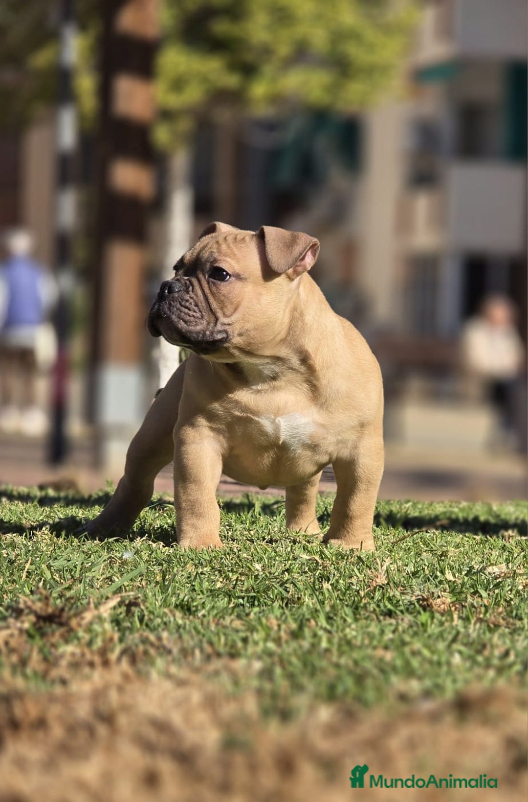 American Bully perros en venta: Cachorros de American Bully  - Anuncio 1