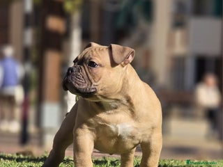 American Bully perros Cachorros de American Bully - Anuncio 1