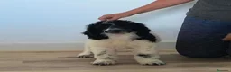 Caniche Gigante perros en venta: Caniches gigantes  - Anuncio 6