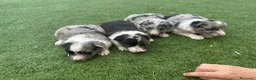 Border Collie perros en venta: Border Collie  - Anuncio 2