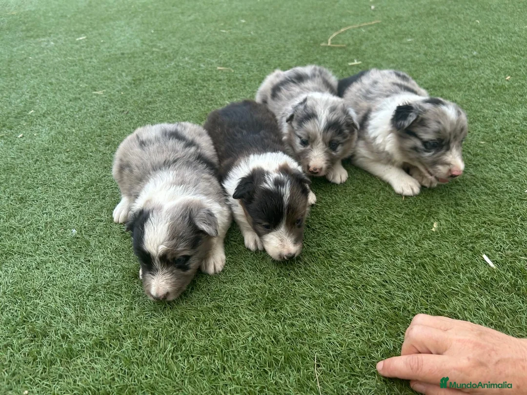 Border Collie perros en venta: Border Collie  - Anuncio 2
