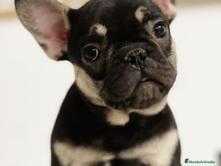 Bulldog Francés perros - Anuncio 34