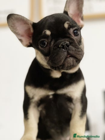 Bulldog Francés perros - Anuncio 1
