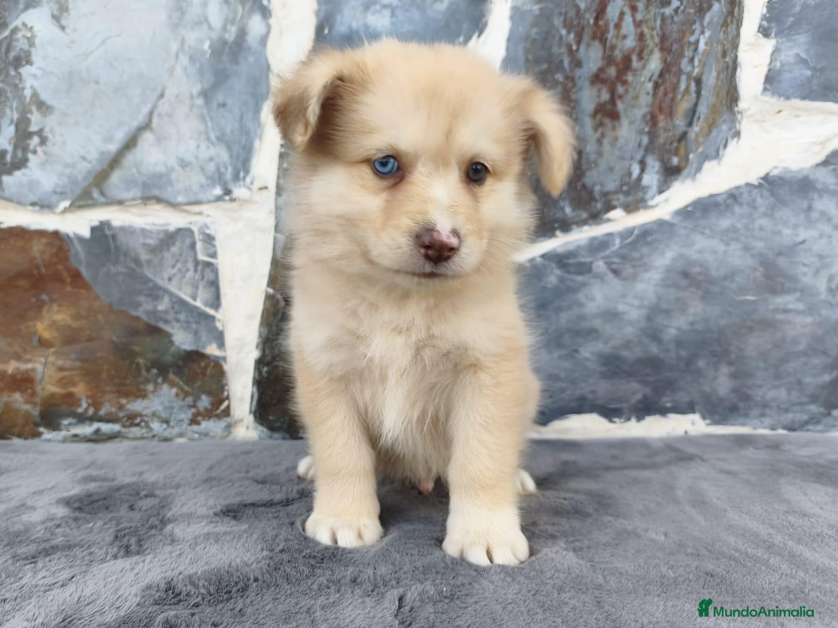 Raza Mixta perros BORDERPOM (BORDER COLLIE + POMERANIA) - Anuncio 2