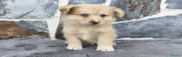 Raza Mixta perros en venta: BORDERPOM (BORDER COLLIE + POMERANIA) - Anuncio 1