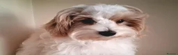Maltipoo perros en venta: Matipoo Macho - Anuncio 4