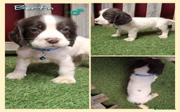 English Springer Spaniel perros en venta: Cachorros Springer Spaniel - Imagen 4