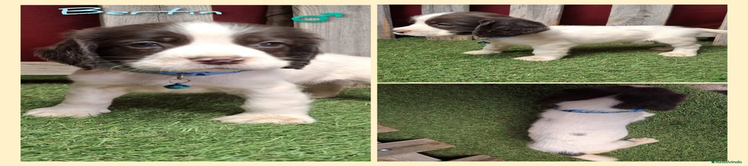 English Springer Spaniel Cachorro 4