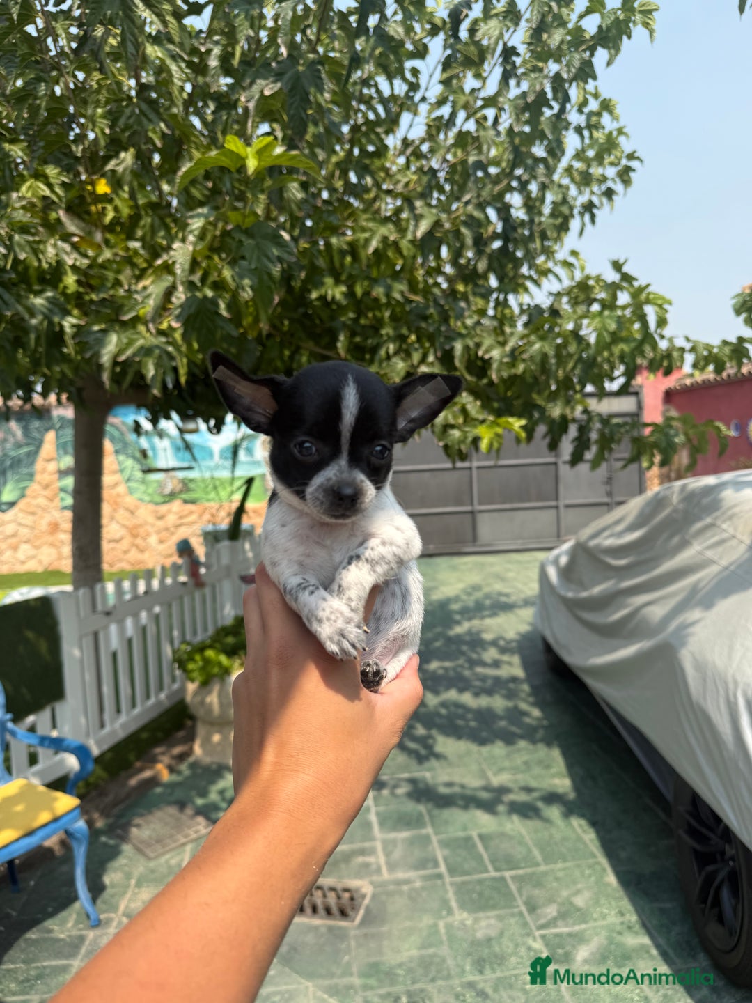 Chihuahua perros en venta: Excelentes chihuahuas - Imagen 4