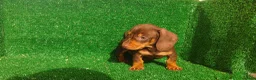 Teckel Miniatura perros en venta: Teckel miniatura  - Anuncio 4