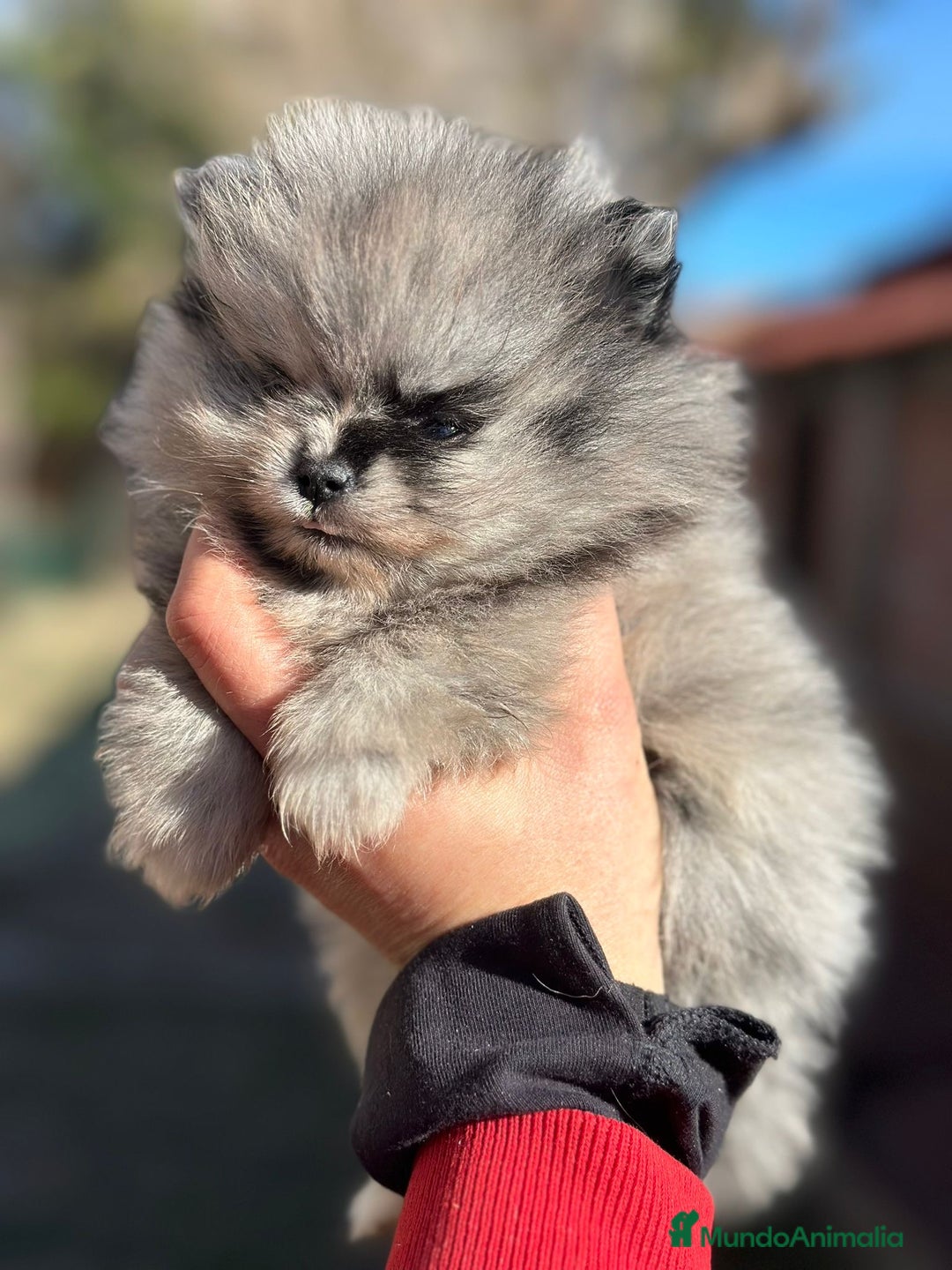 Pomerania perros en venta: Pomerania cara de oso Minitoy  - Anuncio 5