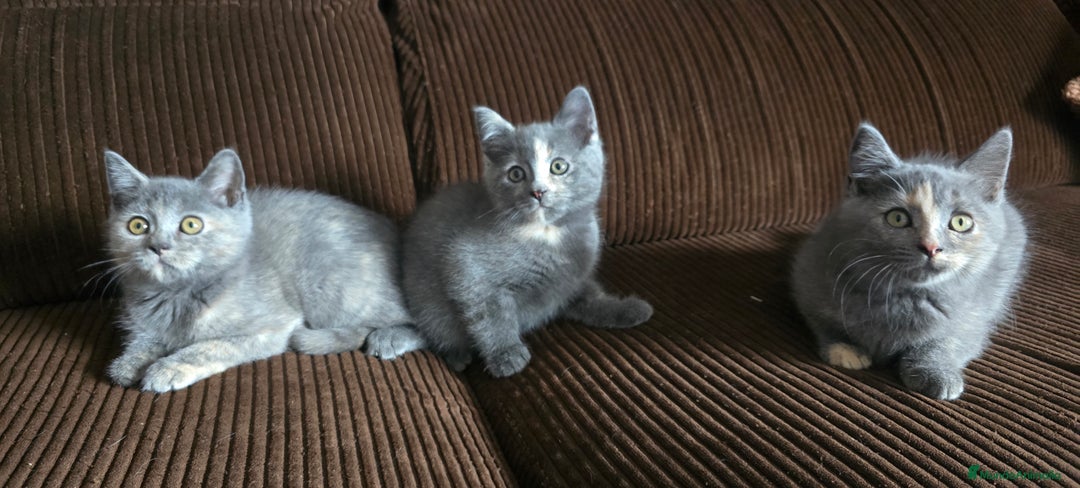 Británico de Pelo Corto gatos en venta: Gatcot.com - Imagen 2