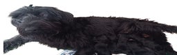 Schnauzer Gigante perros en venta: Schnauzer Gigante Negro - Anuncio 1