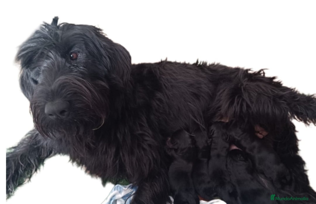 Schnauzer Gigante perros en venta: Schnauzer Gigante Negro - Anuncio 1