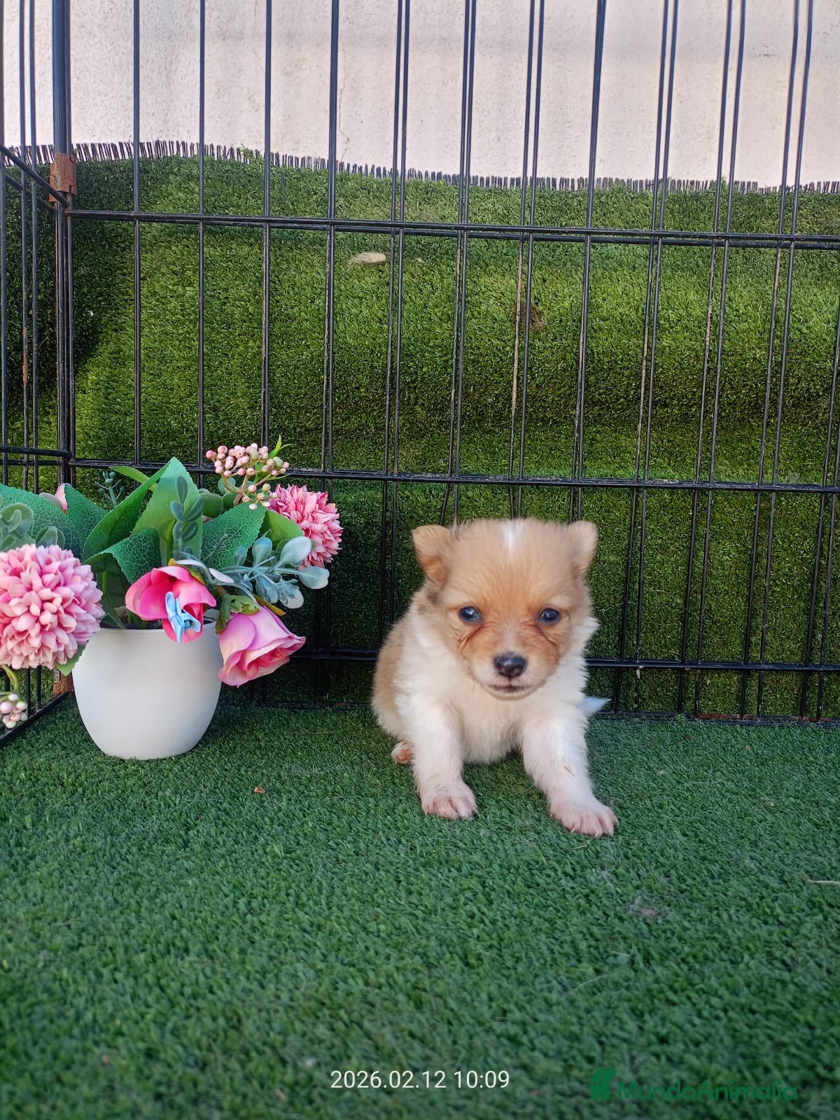 Pomerania perros POMERANIA  UNICO - Anuncio 2