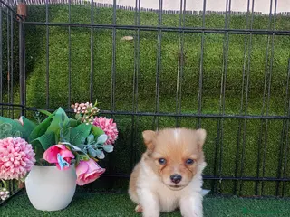 Pomerania perros POMERANIA UNICO - Anuncio 2