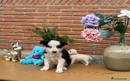 Border Collie perros en venta: Preciosos border collie - Anuncio 1