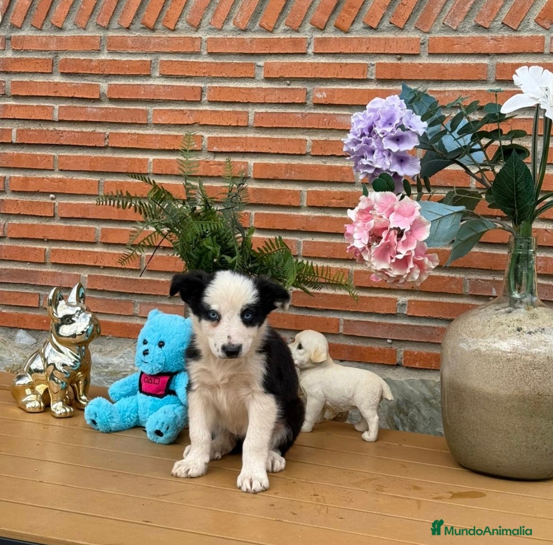 Border Collie perros en venta: Preciosos border collie - Anuncio 1