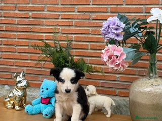 Border Collie perros Preciosos border collie - Anuncio 2