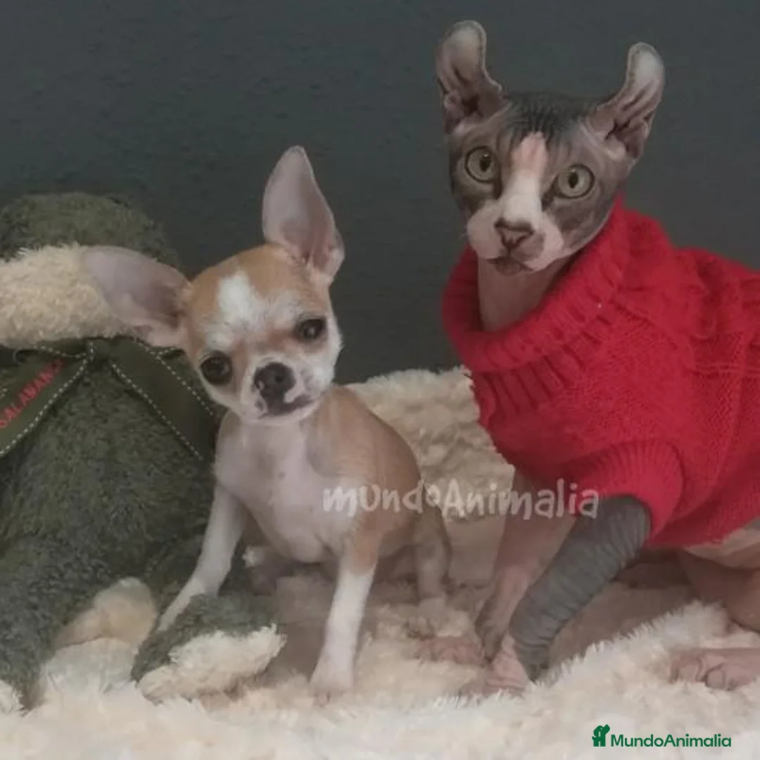 Imagen de galería {{count}}