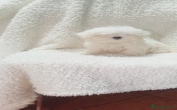 Bichón Maltés perros en venta: camada de bichón maltes toy coreano  - Imagen 2