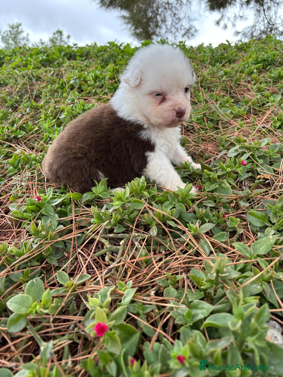 Pastor Australiano perros en venta: Pastor Australiano  - Imagen 8