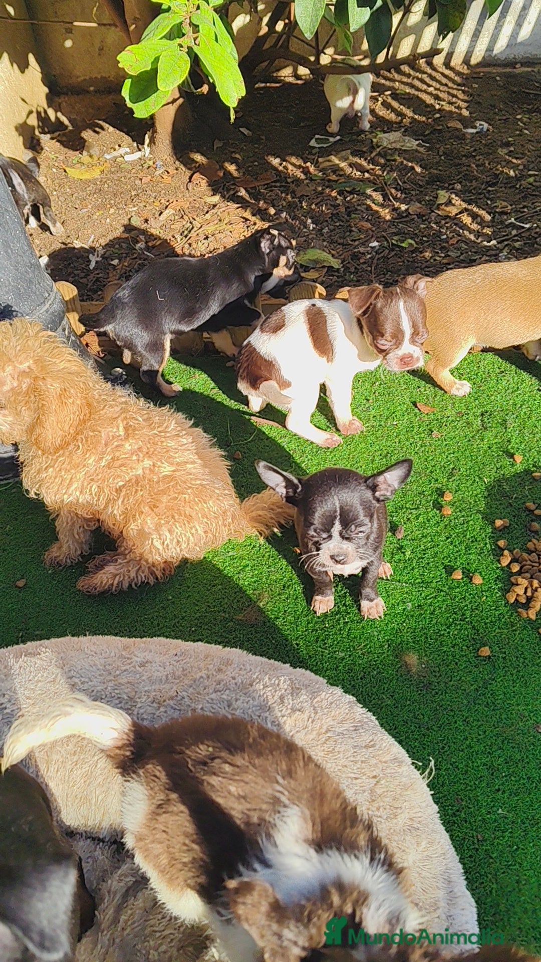 Chihuahua perros Chihuahua Toy machos  - Anuncio 2