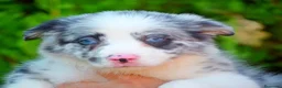 Border Collie perros en venta: camada de border collie  - Anuncio 28
