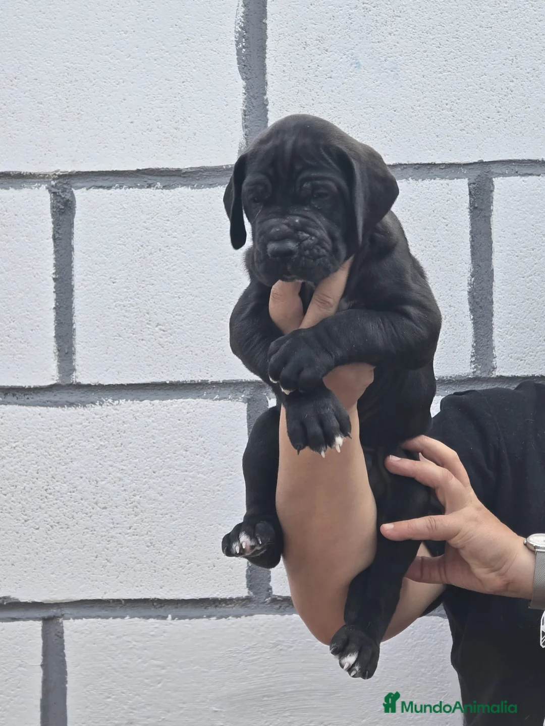 Dogo Alemán perros en venta: Dogo Alemán  - Anuncio 1
