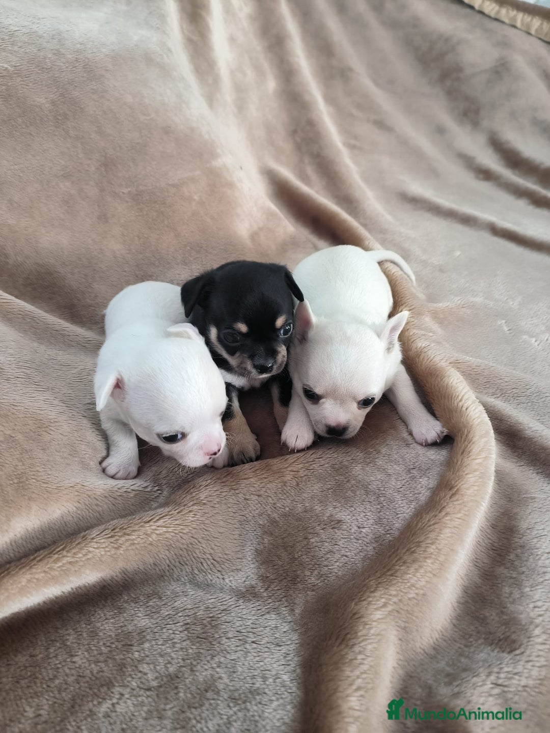 Chihuahua perros en venta: Chihuahuas toy - Imagen 1