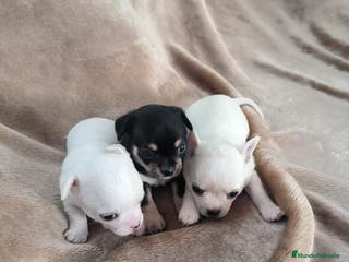 Chihuahua perros Chihuahuas toy - Anuncio 23