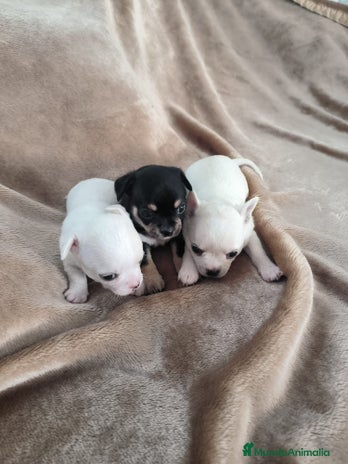 Chihuahua perros - Anuncio 15