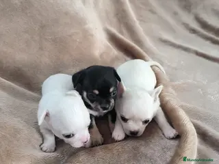 Chihuahua perros Chihuahuas toy - Anuncio 18